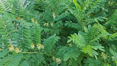 Indigofera galegoides